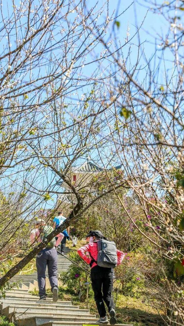 冬日浪漫！深圳坪山賞梅路線快收藏好